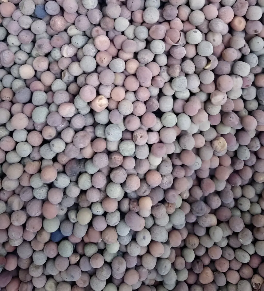 Грашок Црн