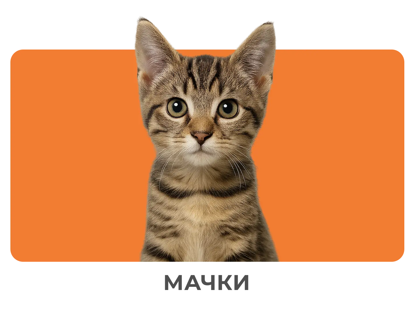 Мачки