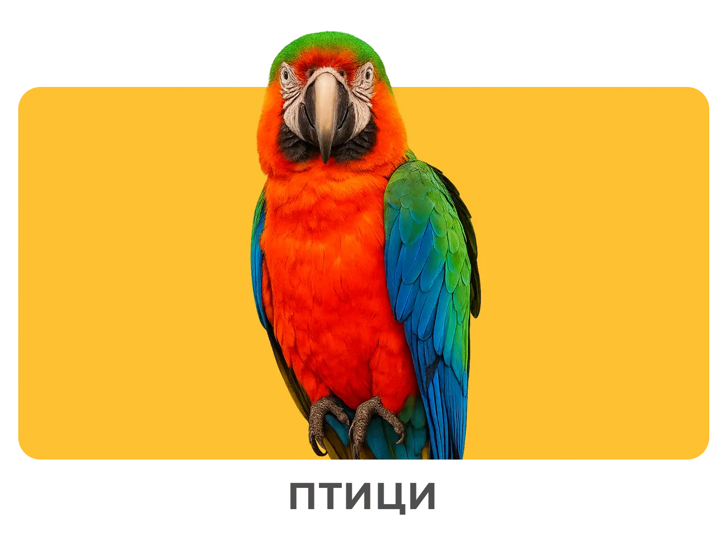 Птици