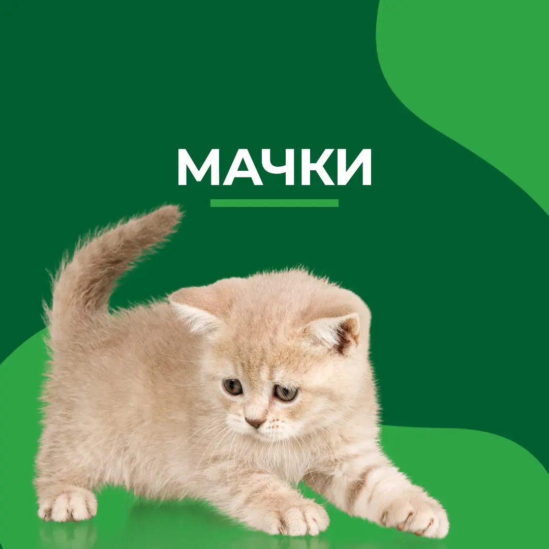 Мачки