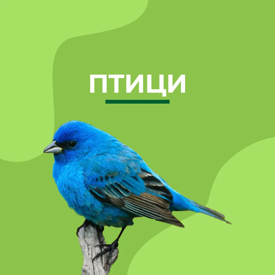 Птици