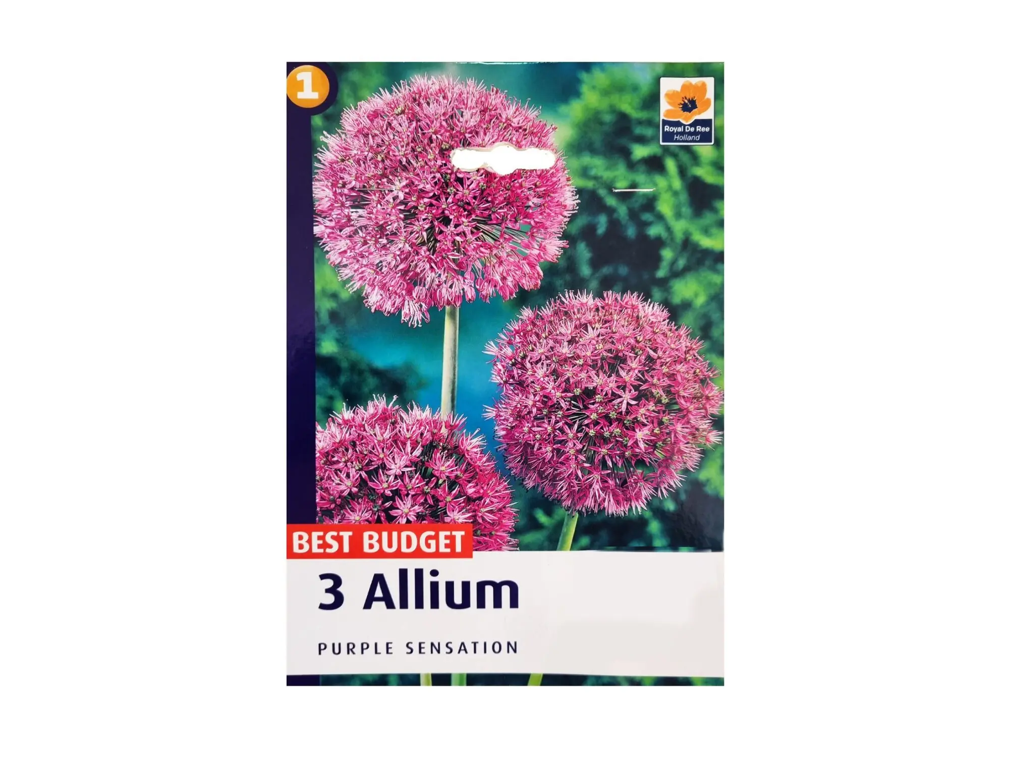 Садници Allium A/3