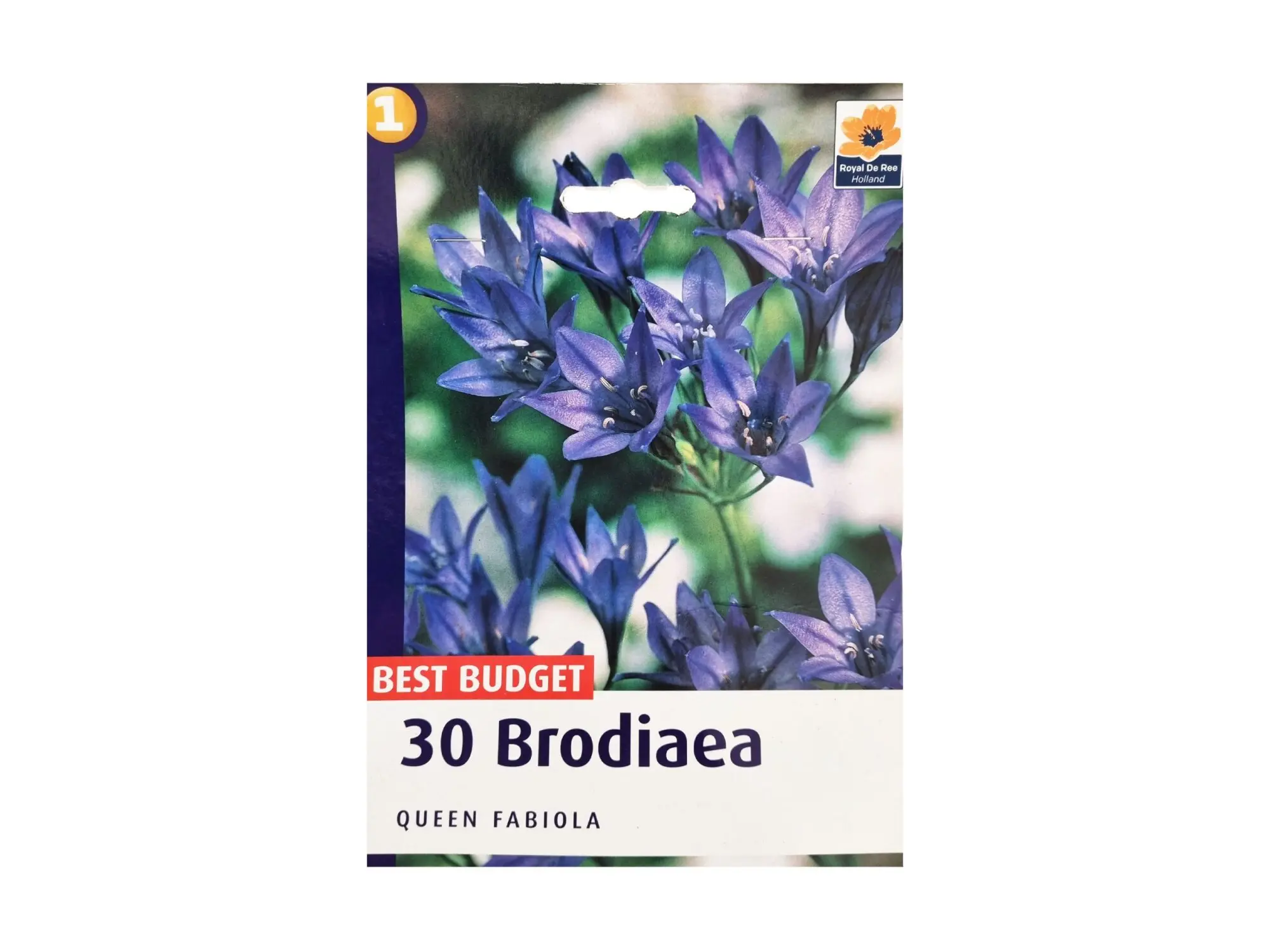 Садници Brodiaea A/30
