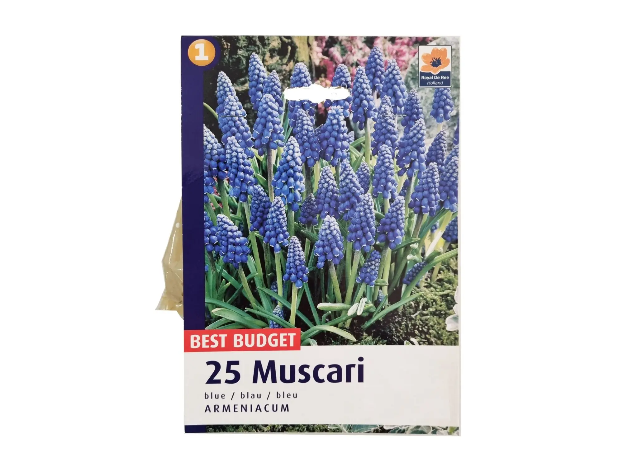 Садници Мускари А/25