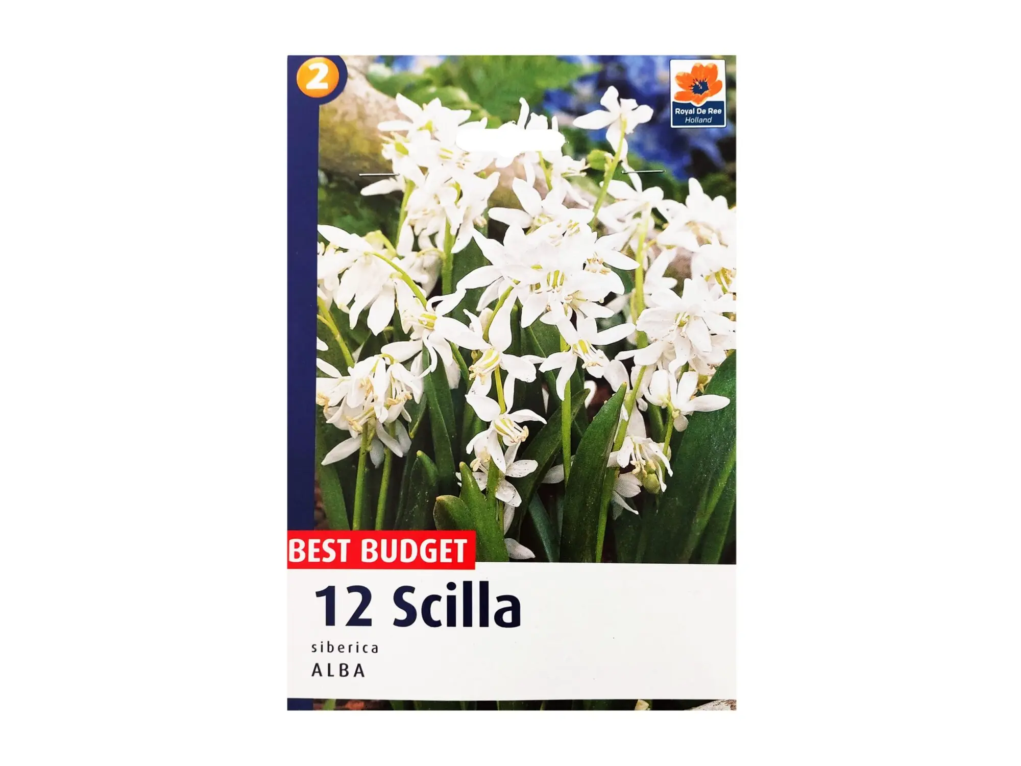 Садници Сцила А/12
