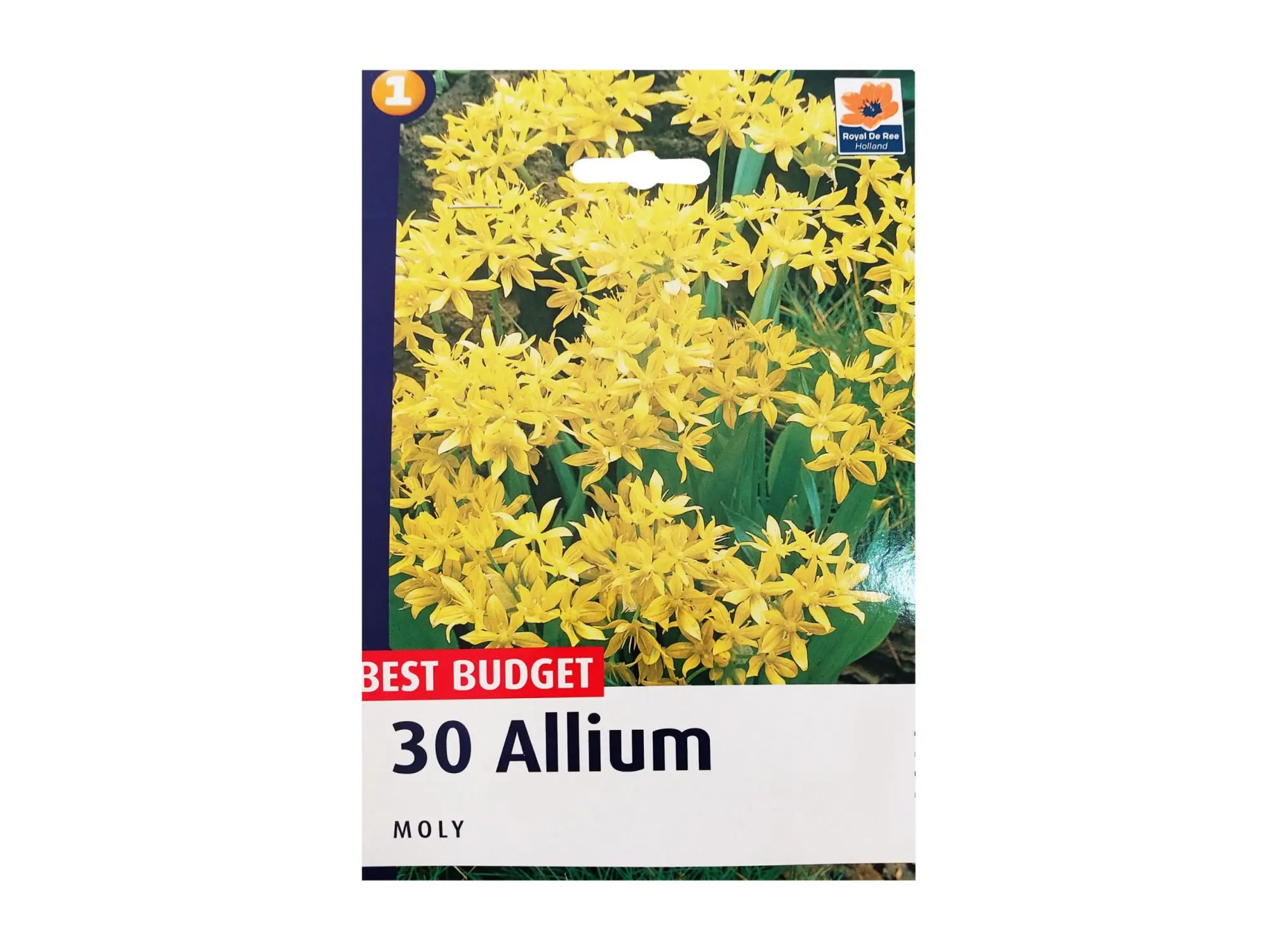 Садници Allium A/30 thumb 1