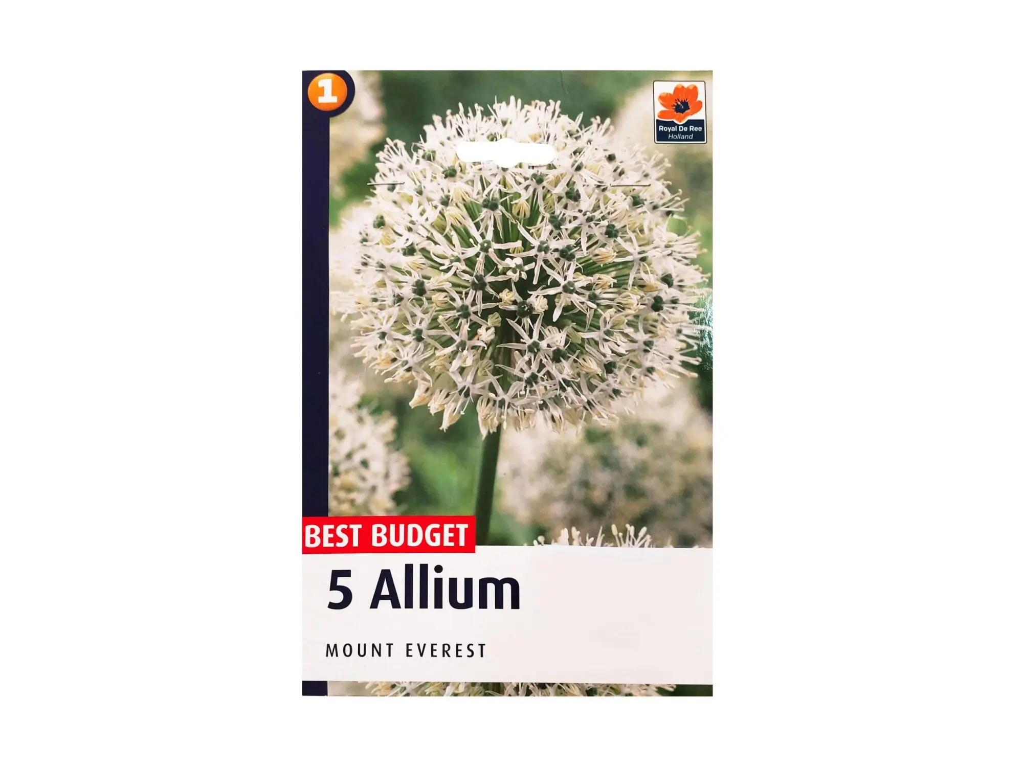 Садници Allium A/5 thumb 2