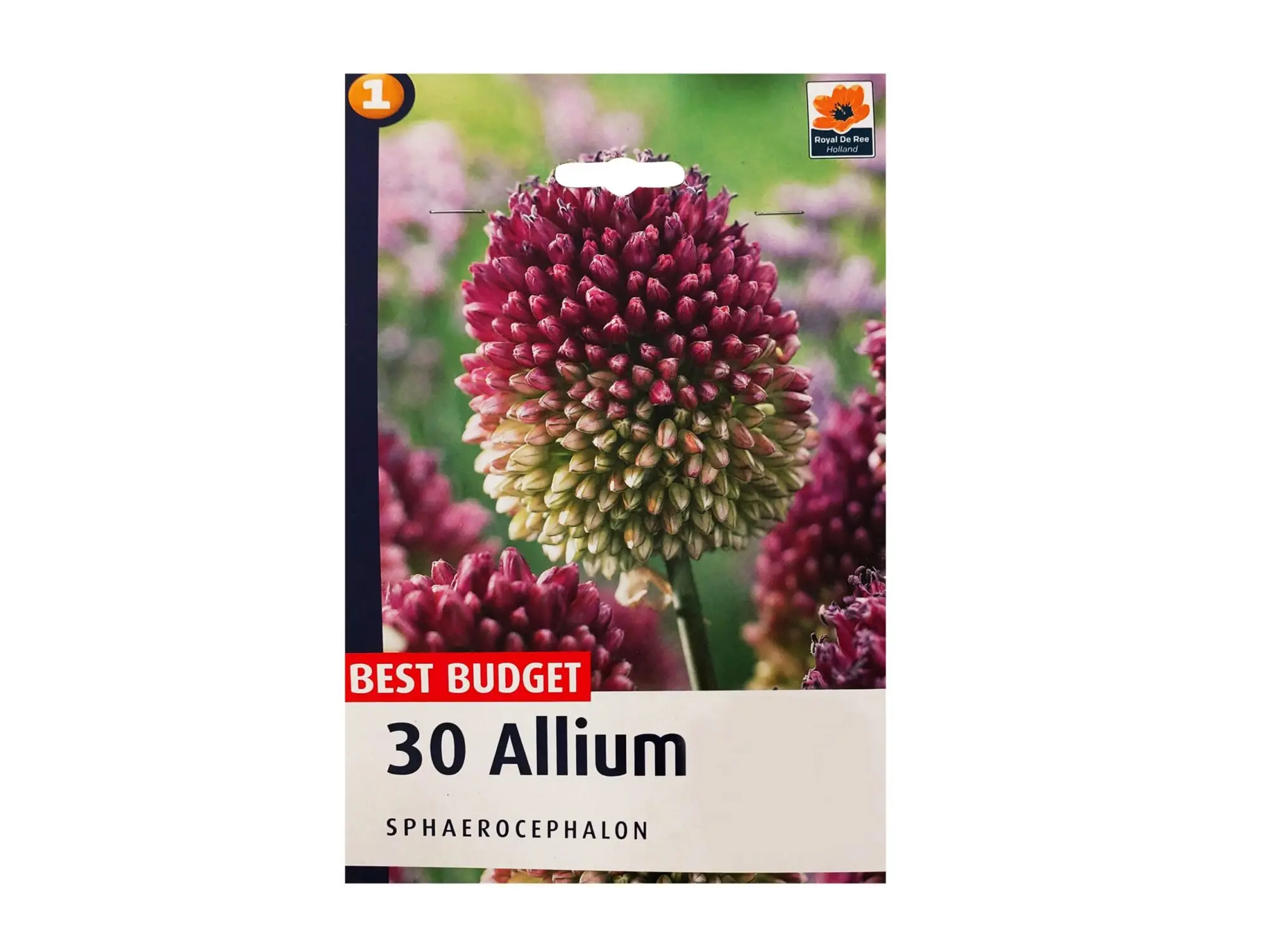 Садници Allium A/30 thumb 2