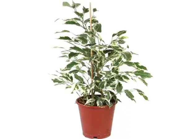 Цвеќе Ficus Benjamina Starlight