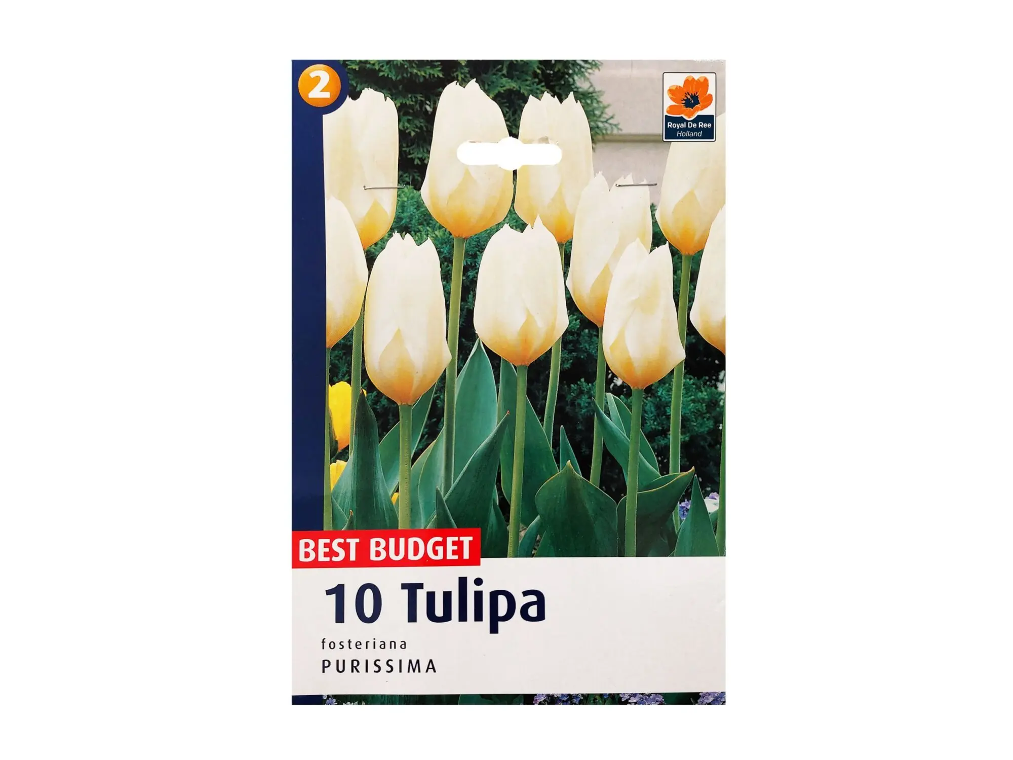 Садници Лале А/10 thumb 5